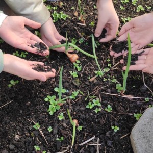 BIELSKO-BIAŁA CHRONI KLIMAT - "DAJ NOWĄ ENERGIĘ" - działania ogrodnicze