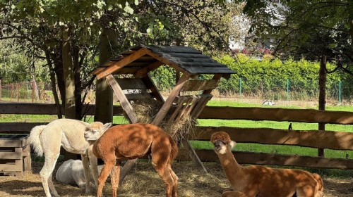 DZIAŁANIA EKOLOGICZNE-W RAMACH KAMPANII BIELSKO-BIAŁA CHRONI KLIMAT