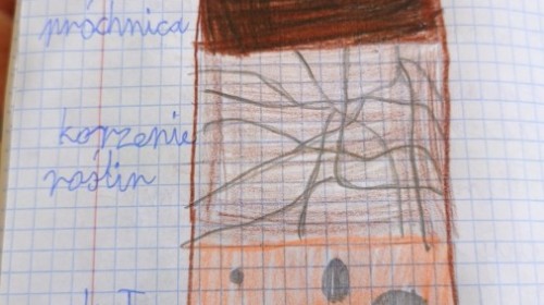 Lekcja przyrody CO KRYJE GLEBA ?