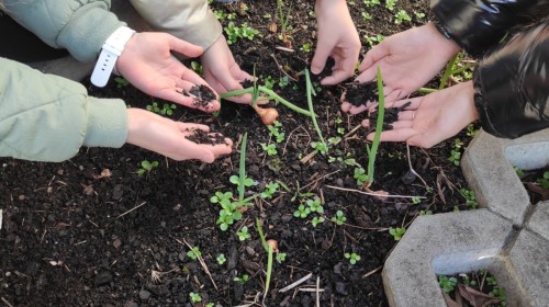 BIELSKO - BIAŁA CHRONI KLIMAT -"  DAJ NOWĄ ENERGIĘ "-działania ogrodnicze