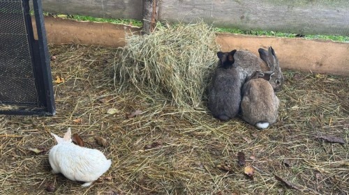 DZIAŁANIA EKOLOGICZNE-W RAMACH KAMPANII BIELSKO-BIAŁA CHRONI KLIMAT