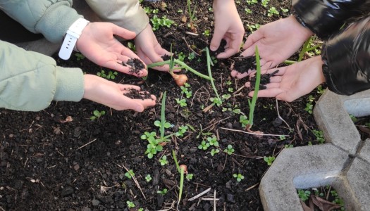 BIELSKO-BIAŁA CHRONI KLIMAT - "DAJ NOWĄ ENERGIĘ" - działania ogrodnicze