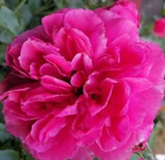 Dzień Edukacji Narodowej